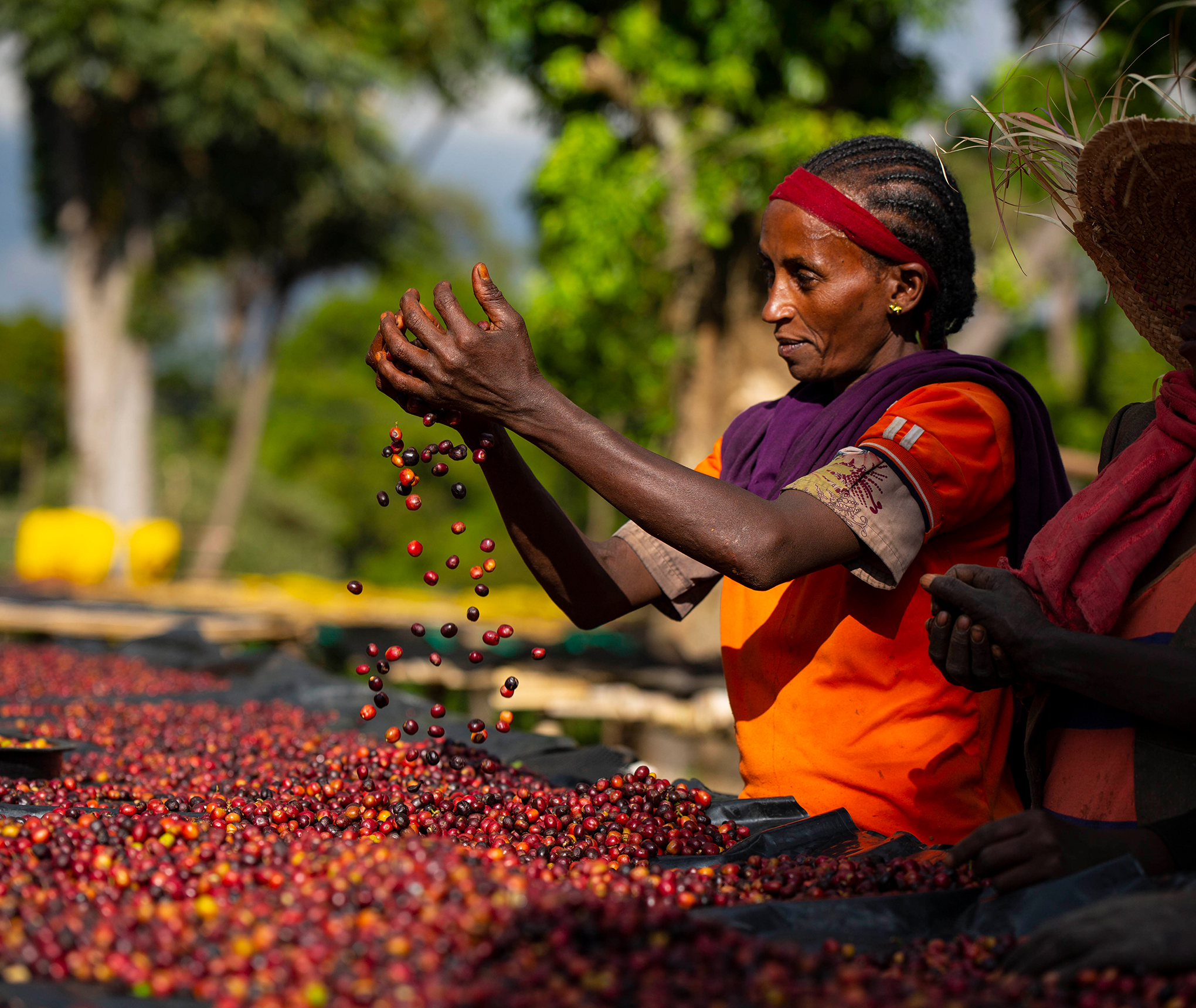 Editorial macro of clean green and dark-roasted export-quality Ethiopian coffee beans